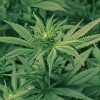 Maconha combate câncer agressivo e impede metástase, revelam estudos maconha-cancer