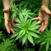Família brasileira é autorizada a plantar maconha para tratar epilepsia familia-brasileira-e-autorizada-a-plantar-maconha-para-tratar-epilepsia