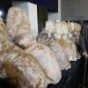 Paleontólogos encontram fóssil do animal mais pesado da história da Terra paleontologos-encontram-fossil-animal-mais-pesado-historia-terra