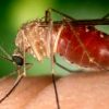 Febre do Oropouche: entenda o que é a doença que preocupa o Brasil febre-do-oropouche-entenda-que-doenca-preocupa-brasil